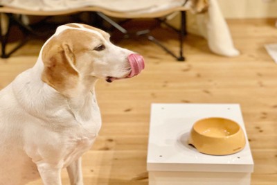 ご飯を食べ終えた犬