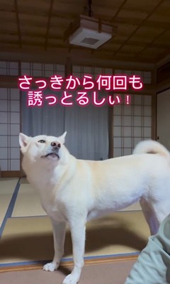 きなこちゃんとおじいちゃんのやり取り3