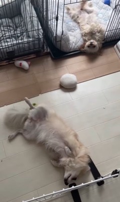 イタズラを誤魔化す小春ちゃん&つむぎちゃん7