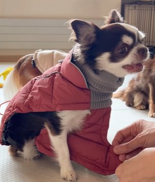 服を着せられて唸るチワワ