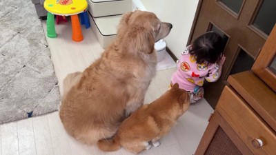 「ぬいぐるみはまだ…？」