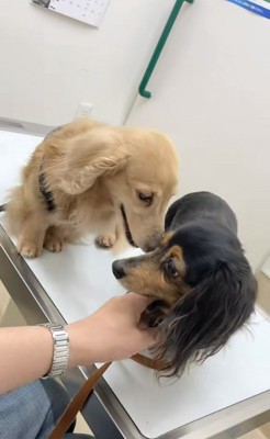 さらお君を病院に連れて行ったら⑩