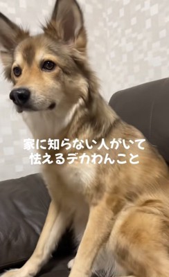 再び正面を向く犬