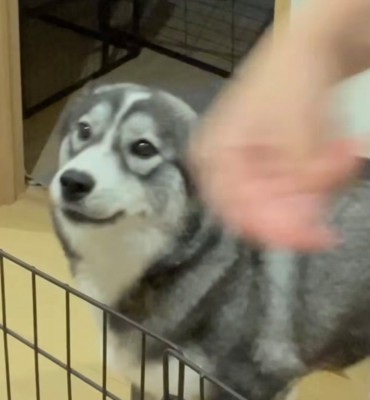 嬉しそうな表情を浮かべる犬