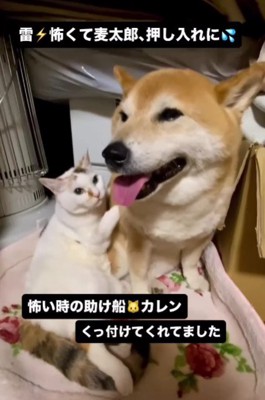 「大丈夫だよ」