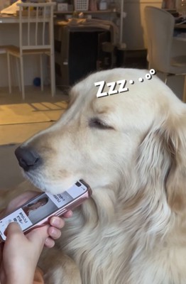 スマホにアゴを乗せたままウトウトする大型犬