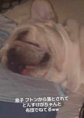 白目を剥いて眠る犬2