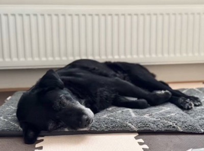 クッションの上で眠る犬