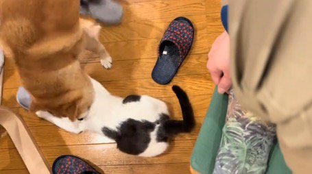 再び猫に顔を近づける犬