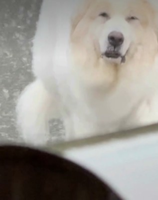 なんとも言えない表情