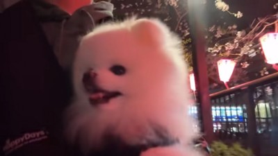 夜桜を楽しむマヨちゃん