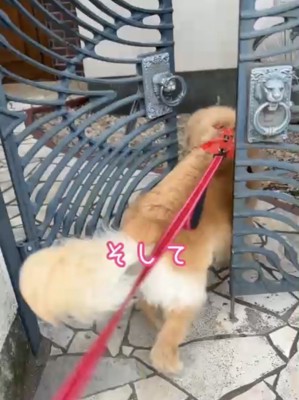 家に入る犬