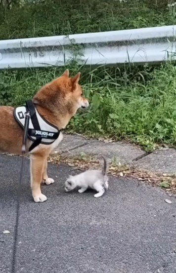 警戒せず近づいてくる