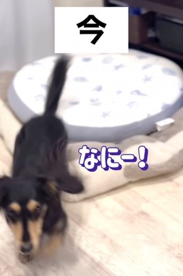 呼びかけに反応して走ってくる犬