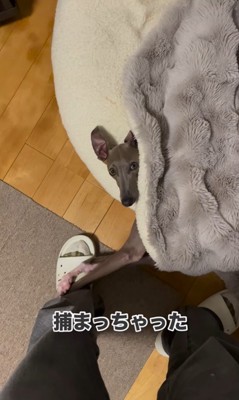 クッションに潜むプットくん