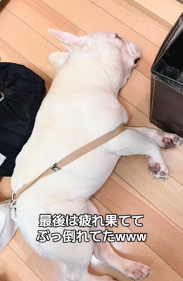 眠る犬
