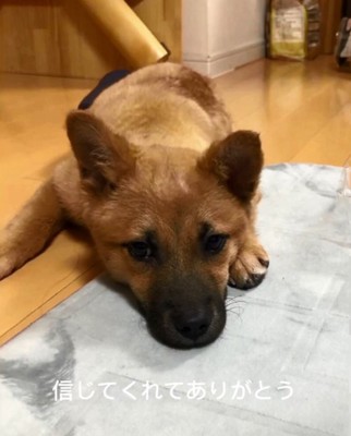 寝そべるラムちゃん