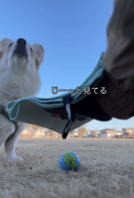 飼い主を見つめる犬