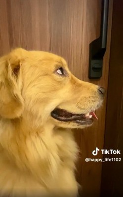 扉を見るハッピーちゃん