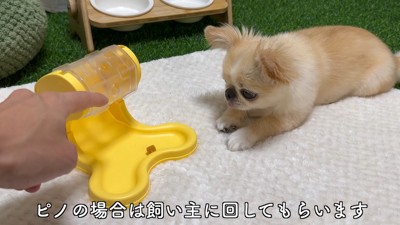 知育おもちゃで遊ぶピノちゃん&パルムちゃん2