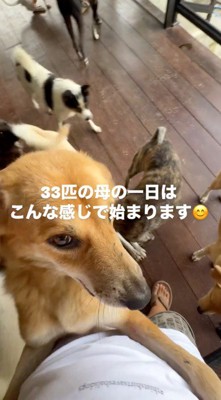 女性に飛びつく茶色の犬