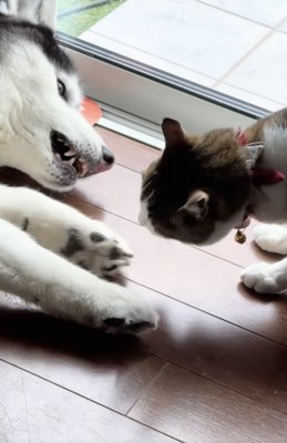 やっぱり怒られる