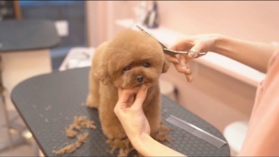 トリマーに毛をカットされる犬