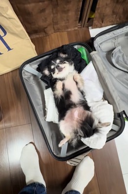 スーツケースに入っている小型犬