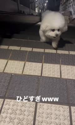 おこめちゃん＆階段で待つ飼い主さん6