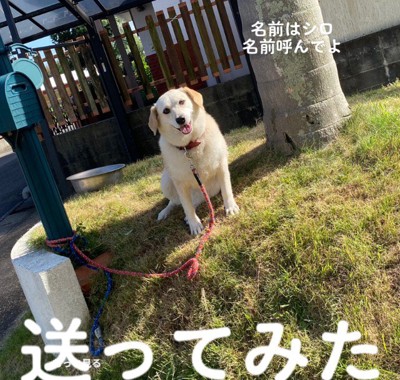 思い切って送ってみた