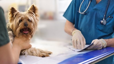受診する犬