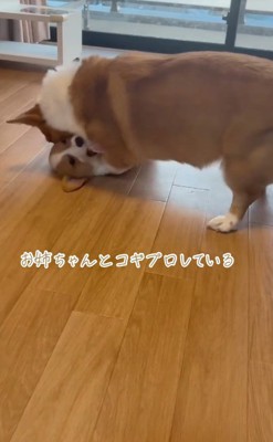 お姉さんとコギプロ♪