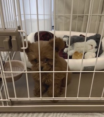 不満そうな顔の犬