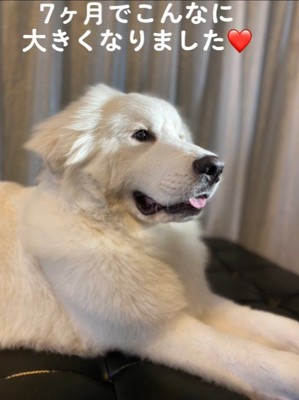 ハクくんの成長8