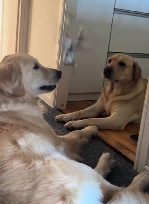 パタパタ飛んで…