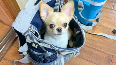 「早く行こう!」とワクワク♪
