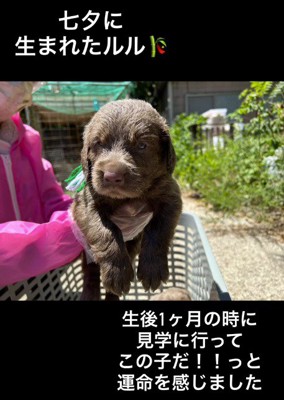 抱き上げられる子犬
