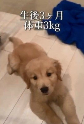 生後3か月の麹くん2