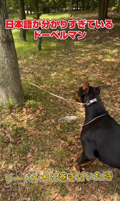 日本語を理解しすぎているルイくん3