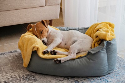 ベッドに毛布を敷いて眠る犬