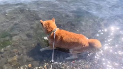 湖に浸かるロックくん