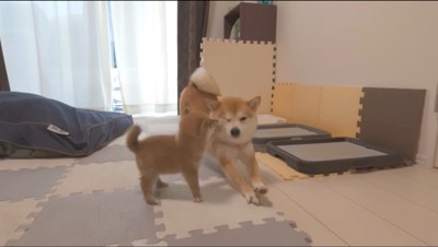 ピンクの首輪をつけた犬の顔に前足を乗せる子犬