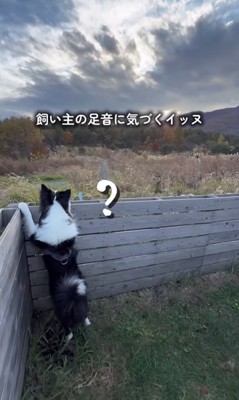 飼い主を見つけた中型犬