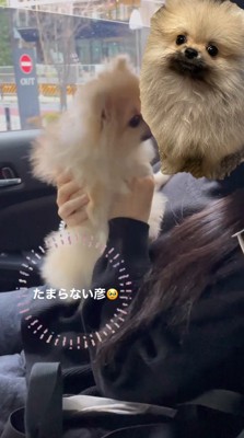 女性に顔を近づける犬