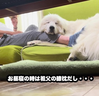 膝を枕にしてスヤスヤ