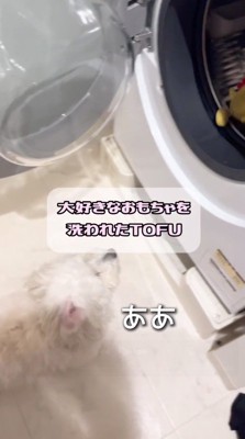 洗濯機に入れられたぬいぐるみを見つめる犬