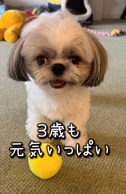 カメラ目線で元気に座っている犬