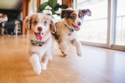 走る子犬達