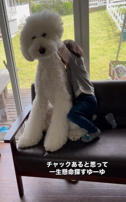 大型犬の背中に回る男の子