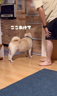 何かをお願いしに来たごん太くん8